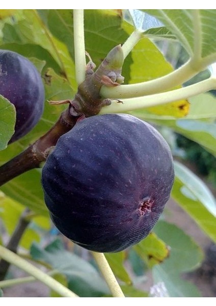 İncir Fidanı Dürdane Siyah Bursa Yediveren 100 cm Saksıda