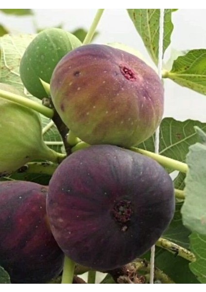 İncir Fidanı Dürdane Siyah Bursa Yediveren 100 cm Saksıda fiyatları