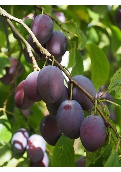 Erik Fidanı President 4 Yaş