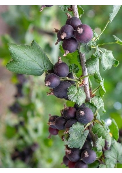 Frenk Üzümü Fidanı Siyah Ribes Nidigramolaria Jostaberry 40 50 cm Saksıda