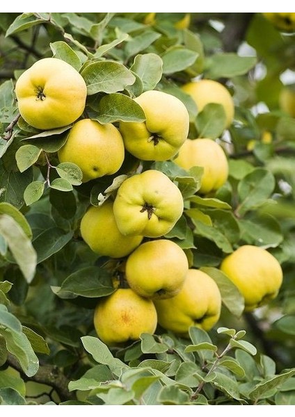 Ayva Fidanı Amerikan 120 cm Saksıda