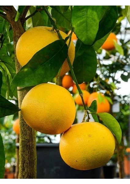 Ithal Greyfurt Fidanı Citrus Paradisi Pompelmo 120 cm Saksıda