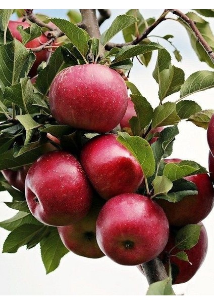 Elma Fidanı Galaval 120 cm Açık Köklü