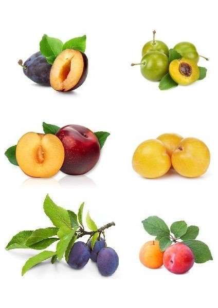 5 Adet Karışık Erik Fidanı 2 3 Yaş Açık Kök