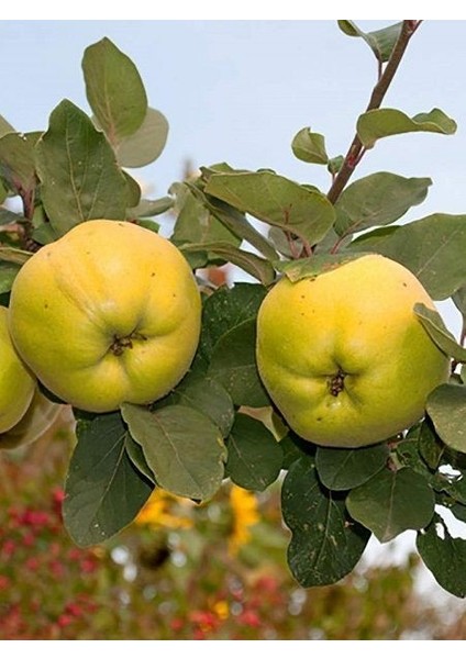 Ayva Fidanı Eşme 4 Yaş Saksıda