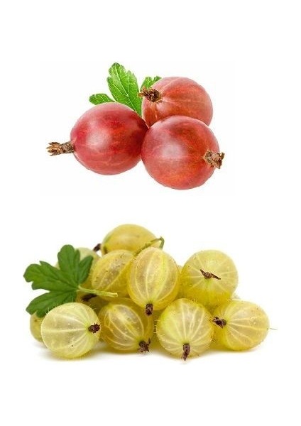 Bektaşi Üzümü Fidanı Saksıda