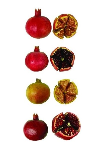 Nar Fidanı Saksıda