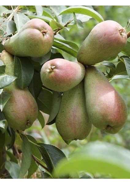 Armut Fidanı Özbek Armudu 120 cm Saksıda