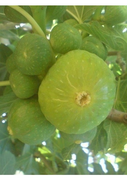 İncir Fidanı Yeşilgüz 60 80 cm Saksıda