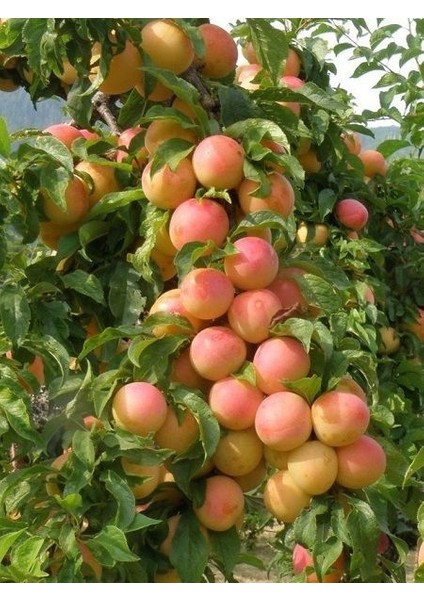 Erik Fidanı Havran 3 Yaş Saksıda