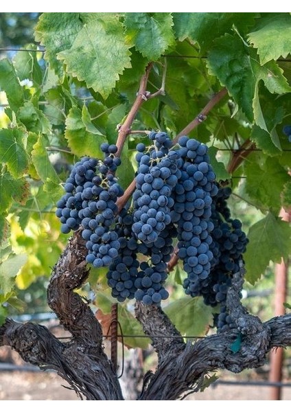 Asma Fidanı Black Seedless