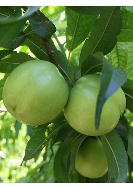 Erik Fidanı Geççi Gölcük Papazı 120 cm 3 Yaş Saksıda