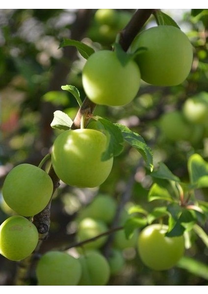 Erik Fidanı Geççi Gölcük Papazı 120 cm 3 Yaş Saksıda fiyatları