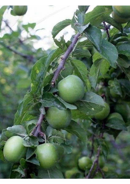 Erik Fidanı Papaz 3 Yaş 120 cm