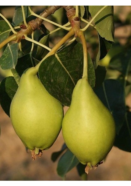 Bodur Armut Fidanı Limon Armut Saksıda