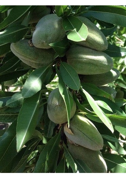 Badem Fidanı Ferraduel 60 80 cm Saksıda