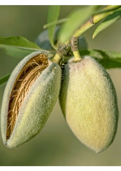 Badem Fidanı Yaltınski