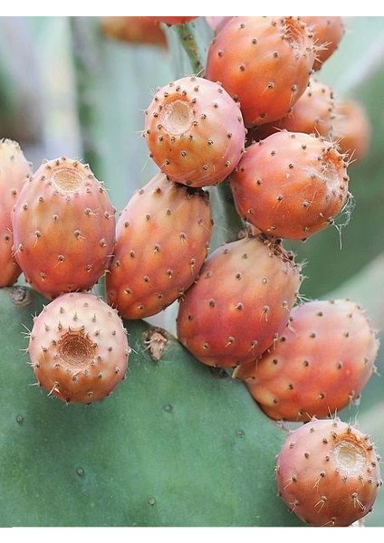 Hint İnciri Fidanı Frenk Yemişi Opuntia Humifusa Saksıda