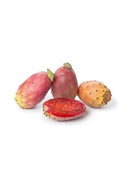 Hint İnciri Fidanı Frenk Yemişi Opuntia Humifusa Saksıda fiyatları