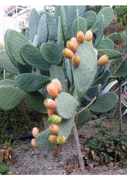 Hint İnciri Fidanı Frenk Yemişi Opuntia Humifusa Saksıda modelleri