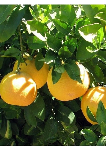 Greyfurt Fidanı Citrus Paradisi 4 Yaş 120 cm Saksıda