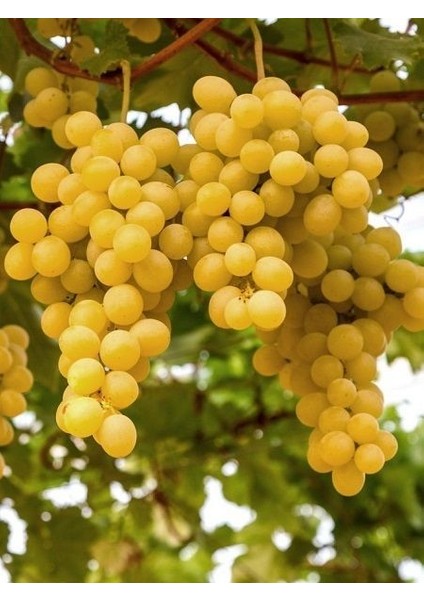 Asma Fidanı Ithal Italya Vitis Vinifera Italia 20 40 cm Saksıda