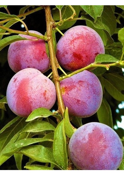 Erik Fidanı Formosa 120 cm