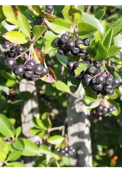 Aronya Fidanı Rus Yaban Mersini Aronia Melanocarpa Aron 20 30 cm Saksıda