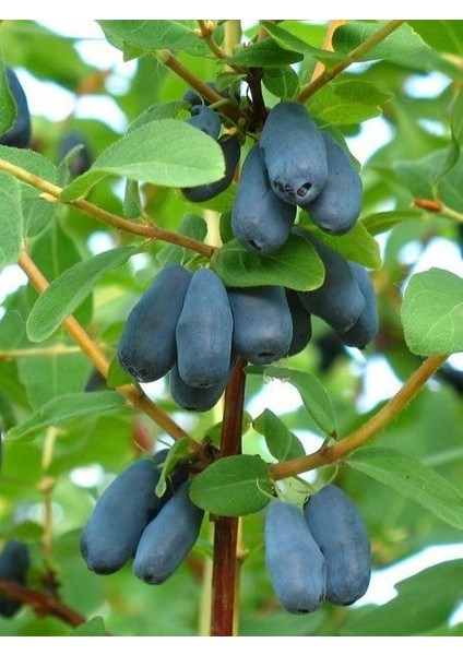 Bal Yemişi Fidanı Lonicera Caerulea Honeyberry 20 40 cm Saksıda