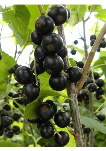 Frenk Üzümü Fidanı Siyah Ribes Nigramum Boskoop Giant Saksıda
