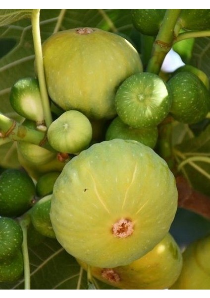 Beyaz İncir Fidanı 40 60 cm Saksıda