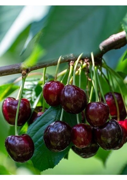 Kiraz Fidanı Regina 120 cm Saksılı