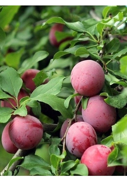 Erik Fidanı Show Time 120 cm