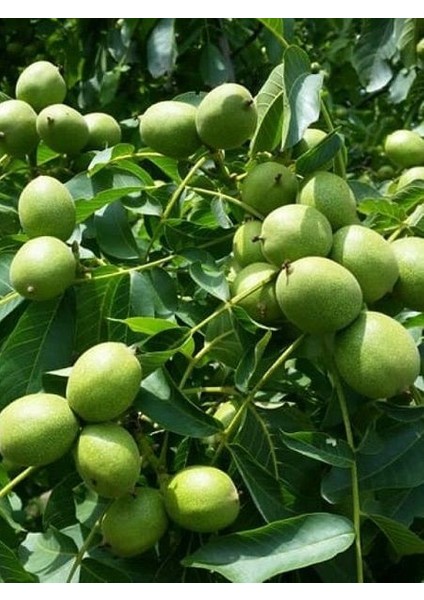 Ceviz Fidanı Yalova 1, 60 cm