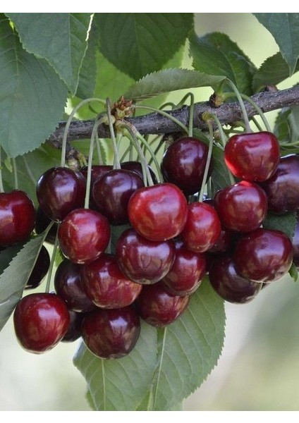 Kiraz Fidanı Karagevrek 120 cm