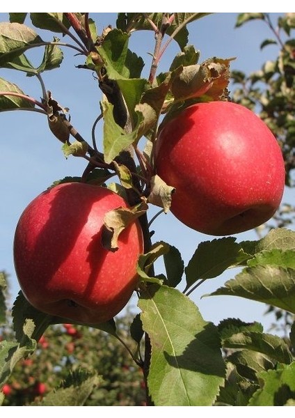Elma Fidanı Ekşi Pembe 120 cm Açık Köklü