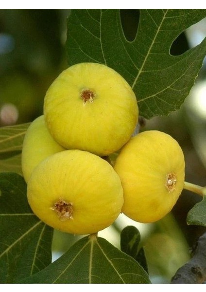 İncir Fidanı Aydın Sarı Lop 80 100 cm Saksıda