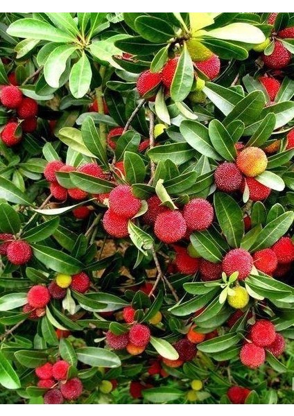 Kocayemiş Dağ Çileği Fidanı Arbutus Unedo 6 Yaş 120 cm Saksıda