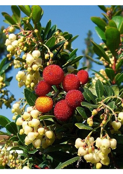 Kocayemiş Dağ Çileği Fidanı Arbutus Unedo 6 Yaş 120 cm Saksıda