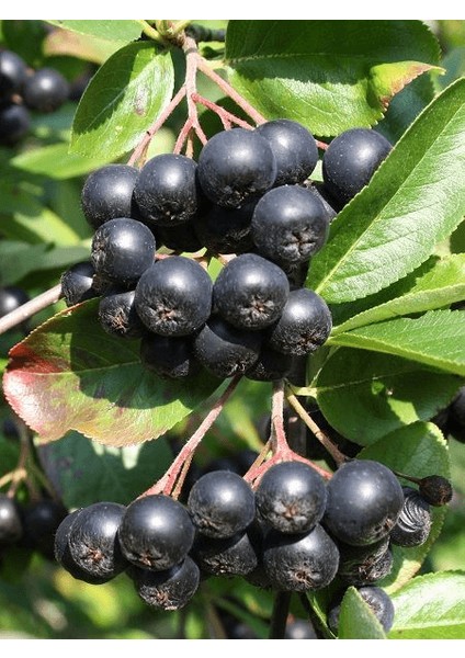 Aronya Fidanı Rus Yaban Mersini Aronia Melanocarpa Viking 3 Yaş 40 60 cm