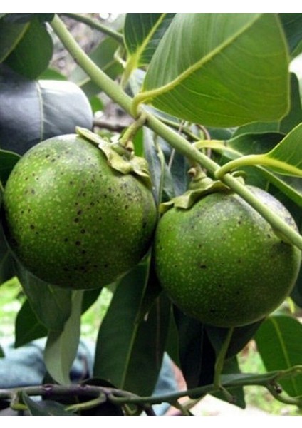 Çikolata Meyvesi Fidanı Black Sapote Diospyros Digyna 80 100 cm fiyatları