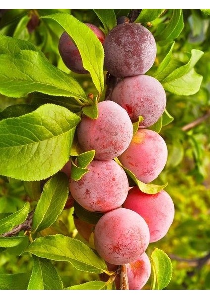 Erik Fidanı Laetitia 120 cm Açık Kök