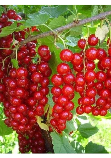 Frenk Üzümü Fidanı