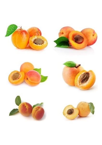 5 Adet Karışık Kayısı Fidanı 2 3 Yaş Açık Kök