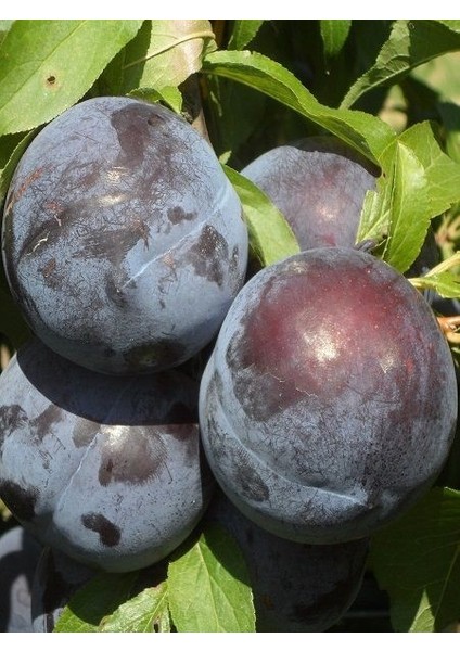 Erik Fidanı Angeleno Bodur 120 cm Saksıda