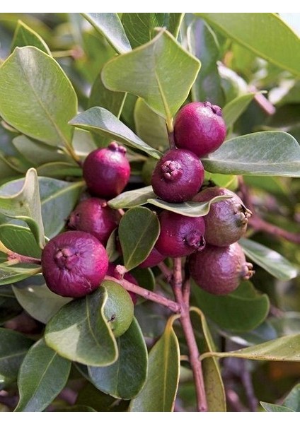 Çilek Guava Fidanı Psidium Littorale 4 Yaş 100 cm