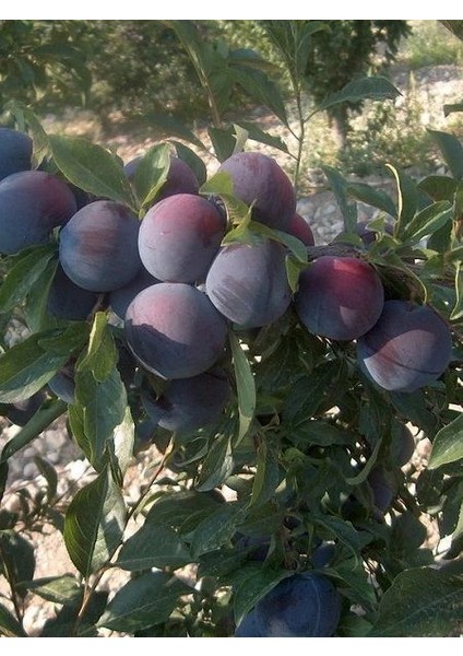 Erik Fidanı Black Diamond 4 5 Yaş Saksıda