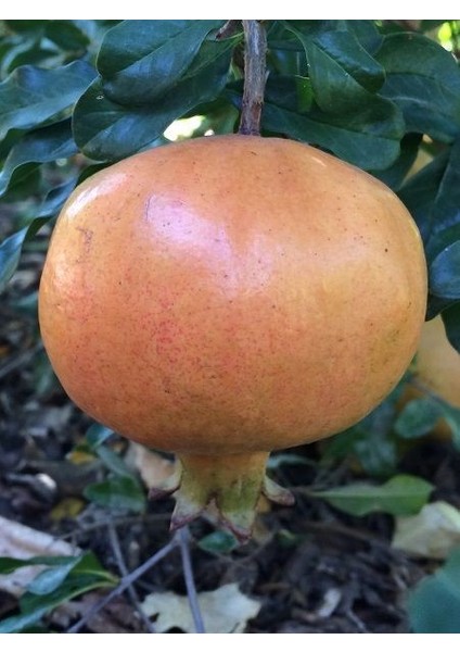 Nar Fidanı Keben 80 100 cm Saksıda