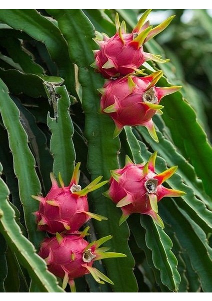 İçi Beyaz Ejder Meyvesi Fidanı Hylocereus Undatus Pitaya 20 cm