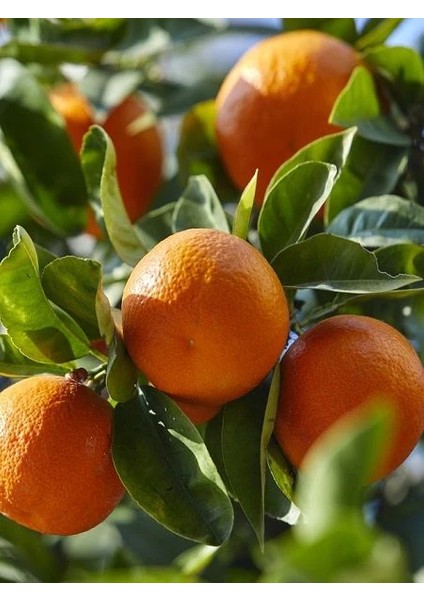 Mandalina Fidanı Citrus Reticulata Nova 120 cm 3 Yaş Saksıda